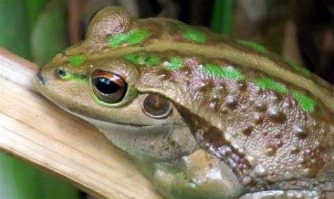 Frog Stalk Insect Cambridge Frog Stalk July 2023